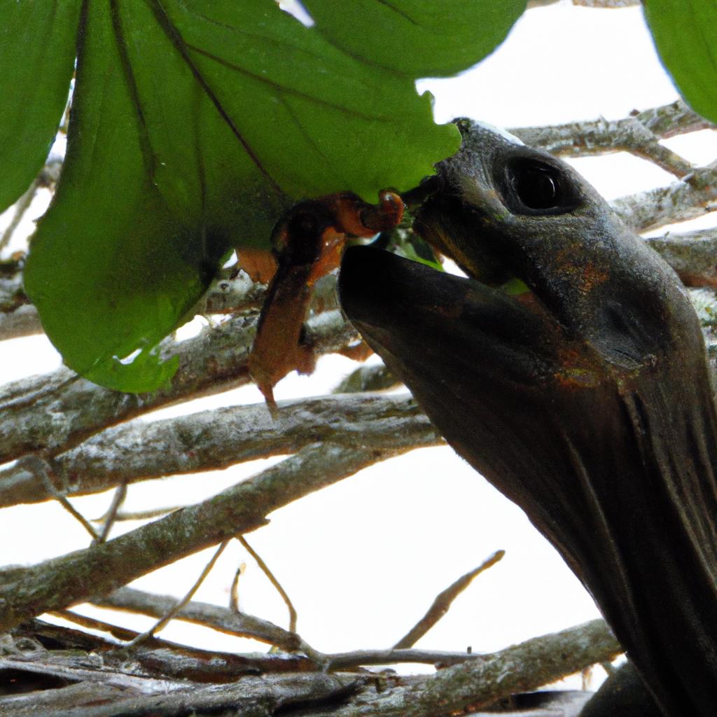 A Seychelles tortoise enjoying a tasty snack from a nearby branch.
