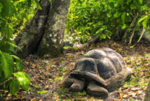 Tortoise In Seychelles