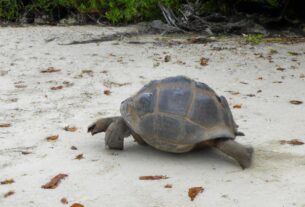 Tortoise Seychelles