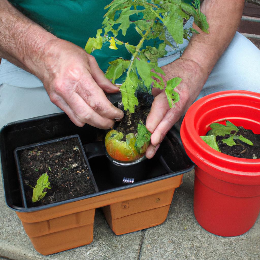 Grow big and healthy plants by transplanting to larger containers.
