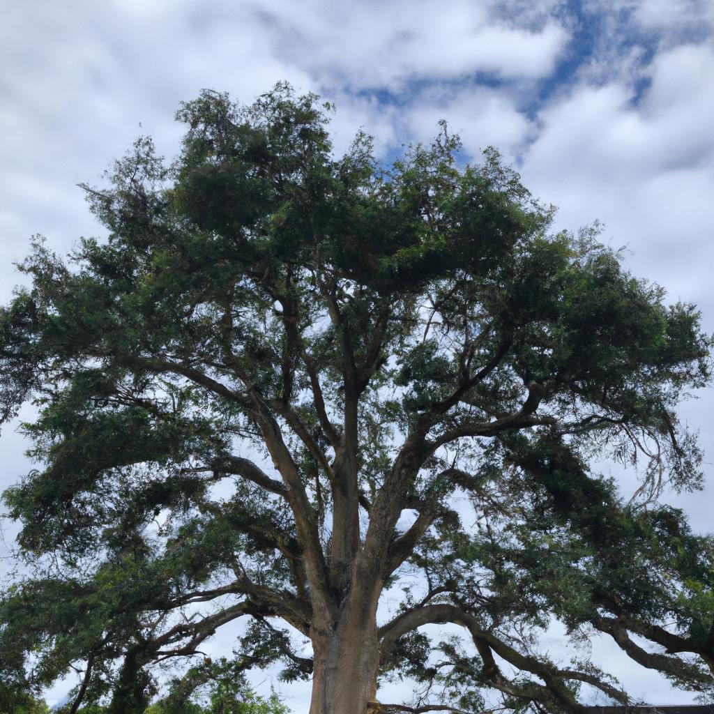 Tree Of Life In Washington