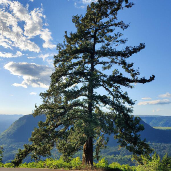 tree of life washington parking