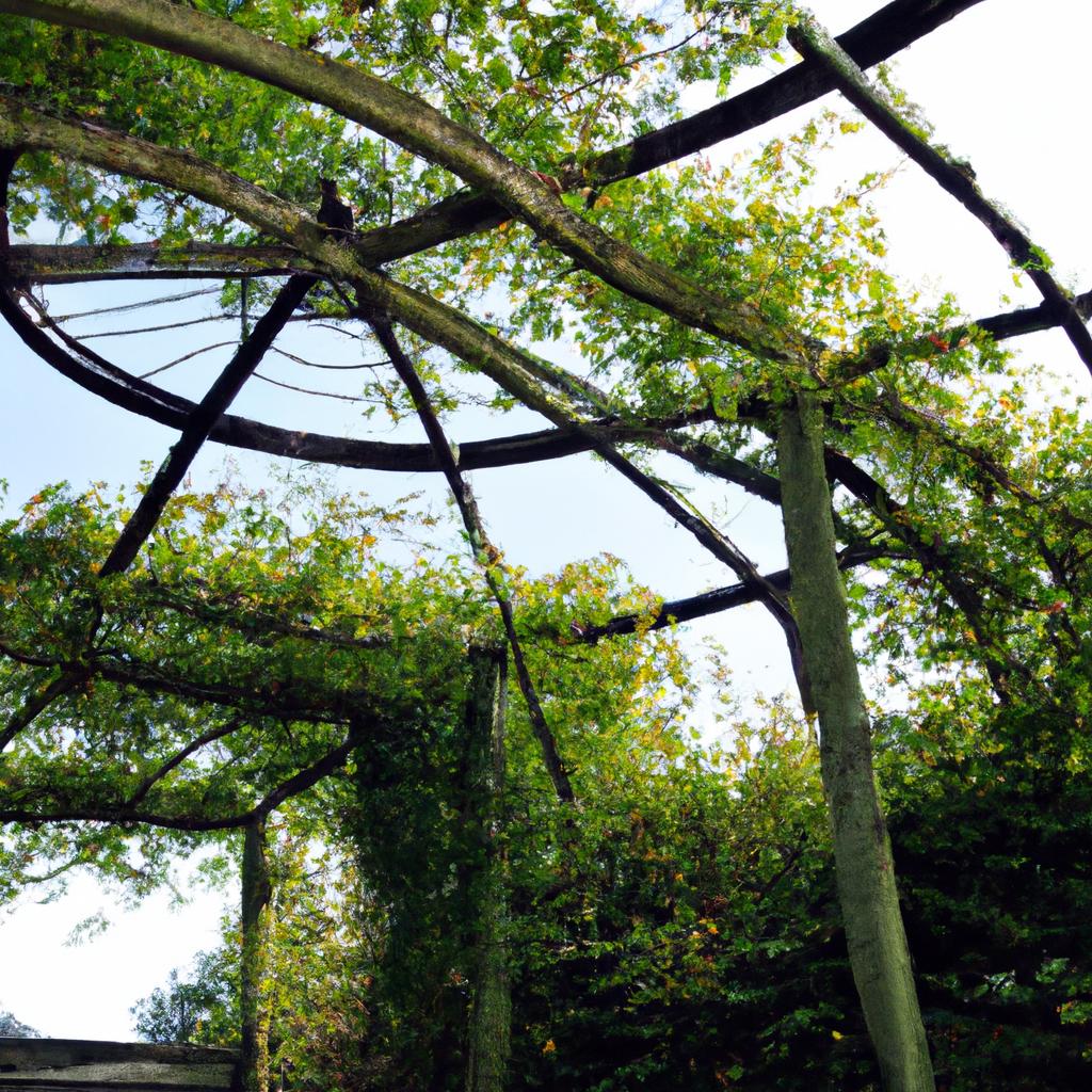A lovely trellis covered in climbing plants