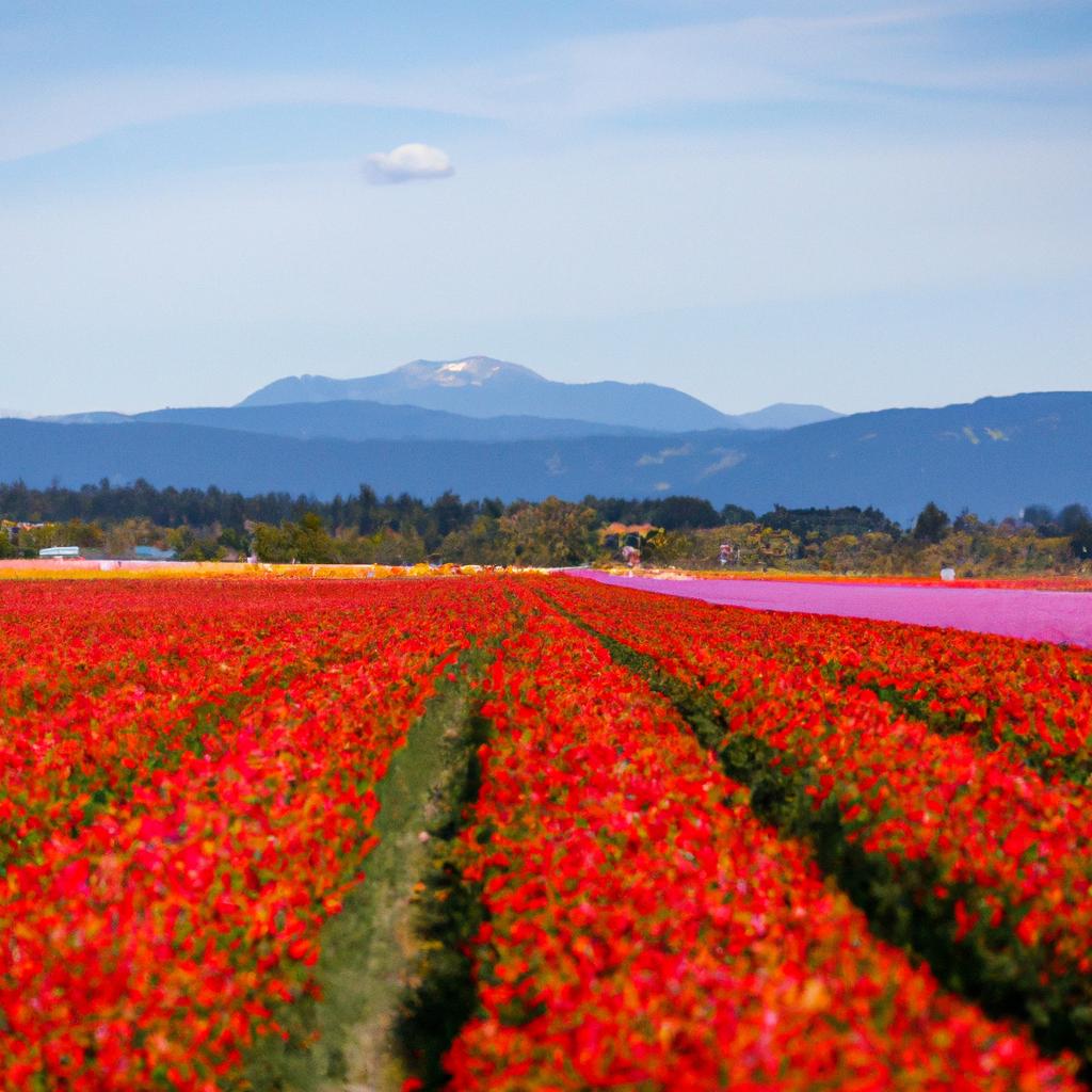 The stunning natural backdrop of the mountain range creates a breathtaking contrast with the colorful tulips