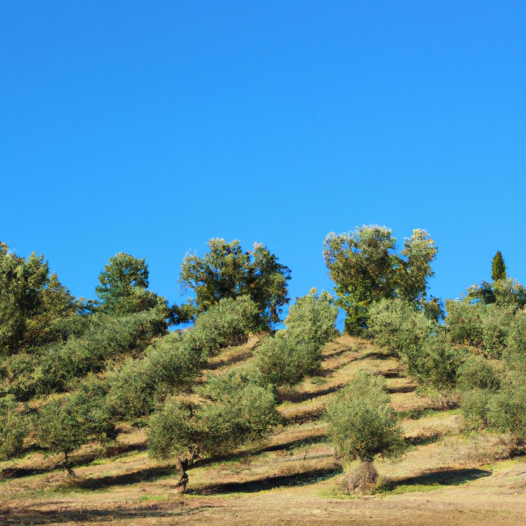Olive groves in the hills of Tuscany, Italy