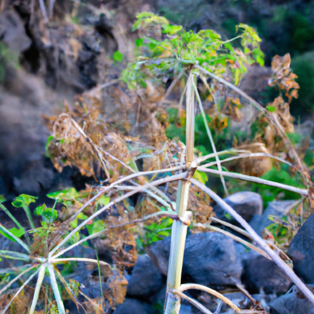 A rare plant species found only in Alcantara Gorge.
