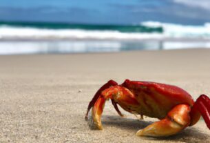 Where Do Red Crabs Migrate To