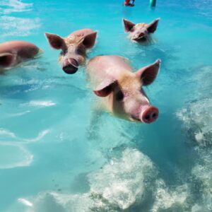 Which Caribbean Island Can You Swim With Pigs TooLacks which-caribbean-island-can-you-swim-with-pigs-toolacks