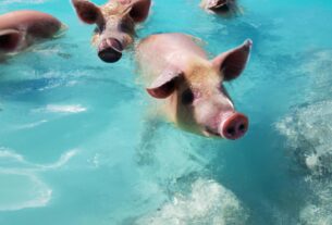 Which Caribbean Island Can You Swim With Pigs